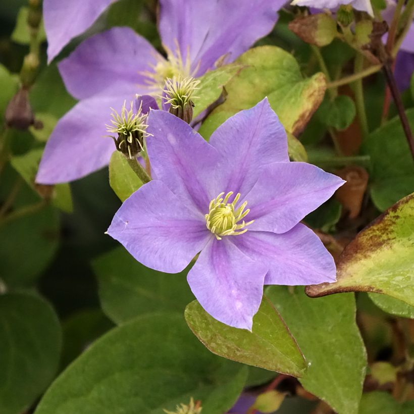 Clématite - Clematis Fuji Musume (Floraison)