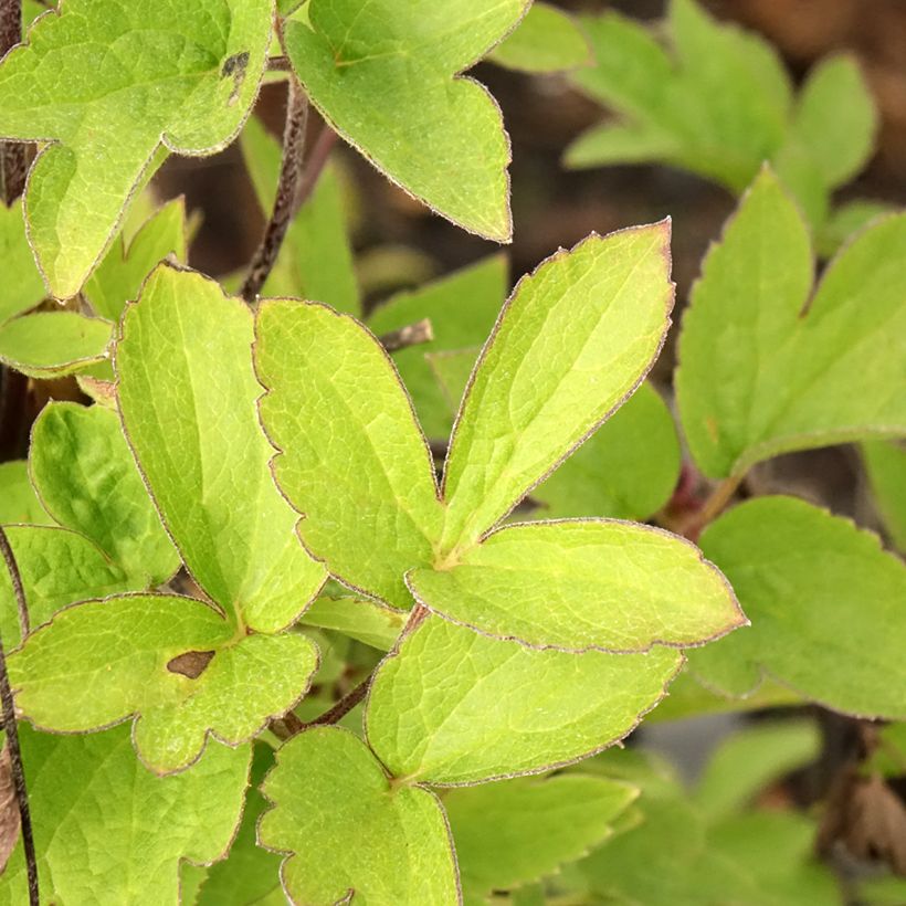 Clématite - Clematis I am Red Robin (Feuillage)