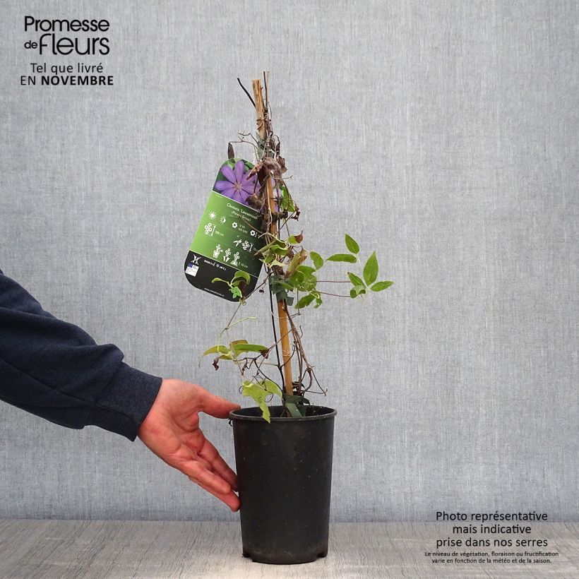 Spécimen de Clématite - Clematis Lawsoniana Pot de 1,5L/2L tel que livré en automne