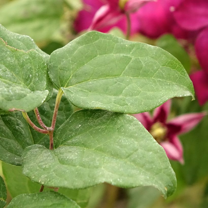 Clématite  - Clematis Madame Edouard André (Feuillage)