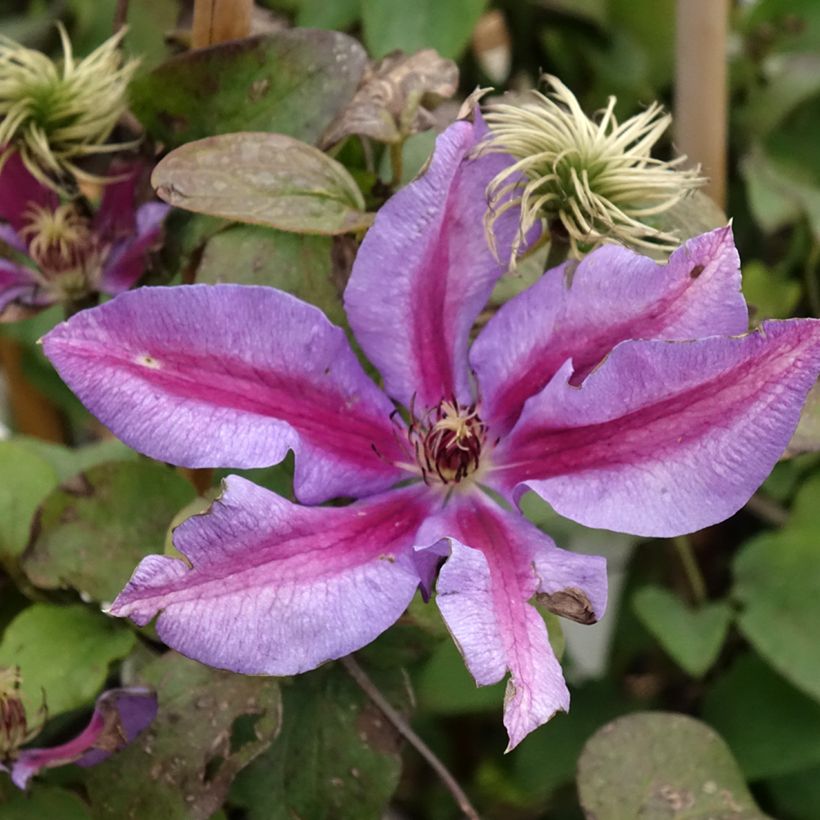 Clématite - Clematis Mrs N. Thompson (Floraison)