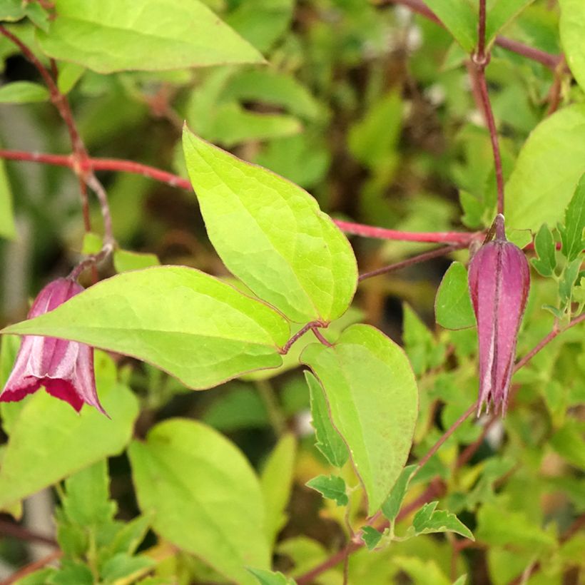 Clématite - Clematis tangutica Aureolin  (Feuillage)