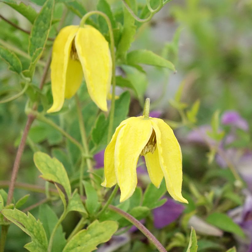 Clématite - Clematis tangutica Lambton Park (Floraison)