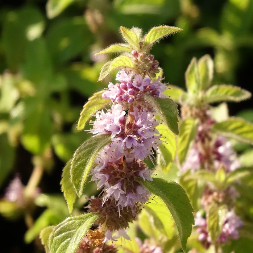 Clématite macropetala (Floraison)