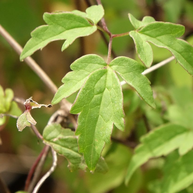 Clématite macropetala (Feuillage)