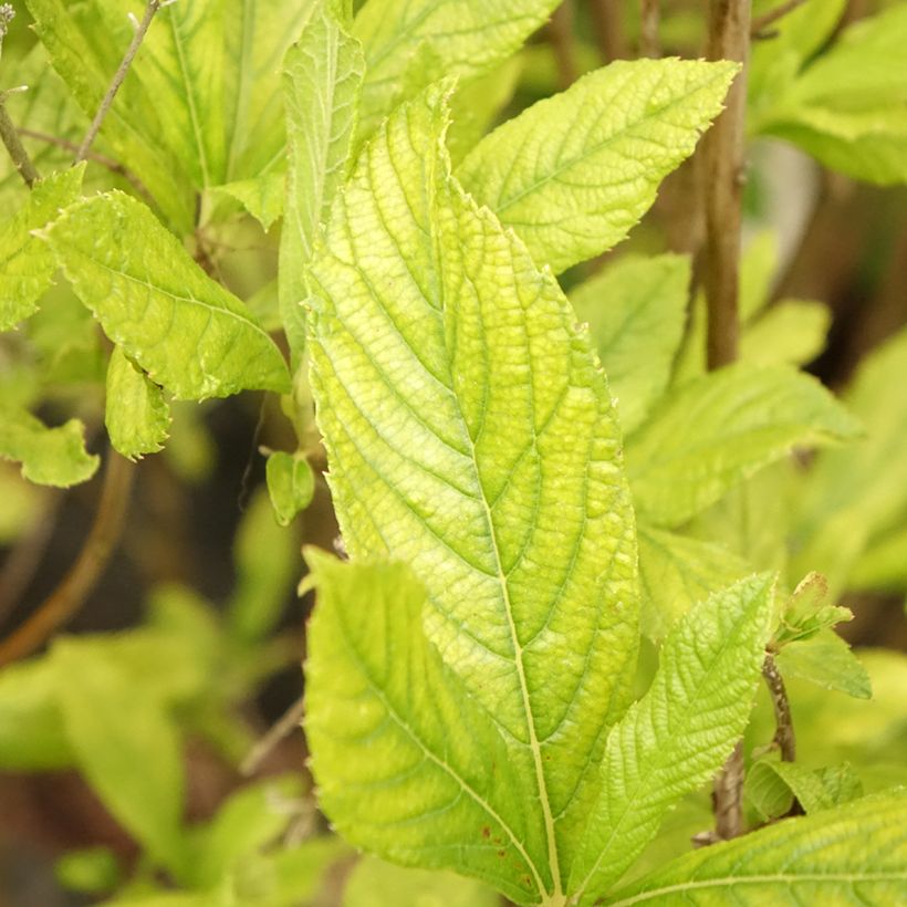 Clethra alnifolia Anne Bidwell (Feuillage)