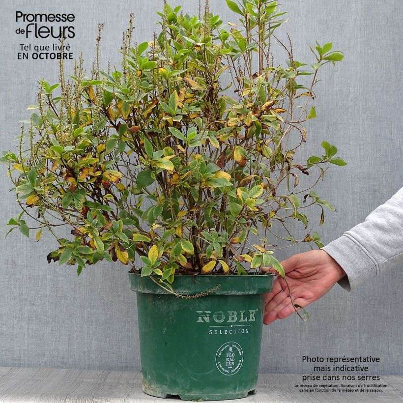 Spécimen de Clethra alnifolia Sixteen Candles en pot de 7,5l/10l tel que livré en automne