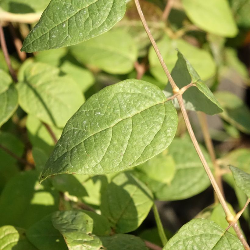 Clethra fargesii (Feuillage)