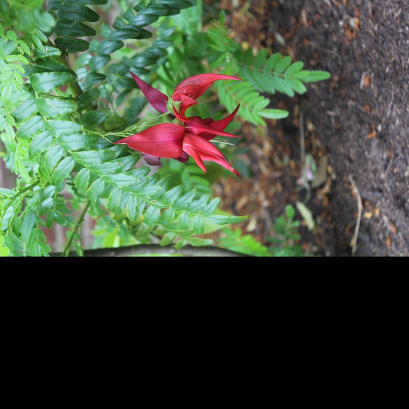 Clianthus puniceus Kaka King - Pince de Homard (Floraison)