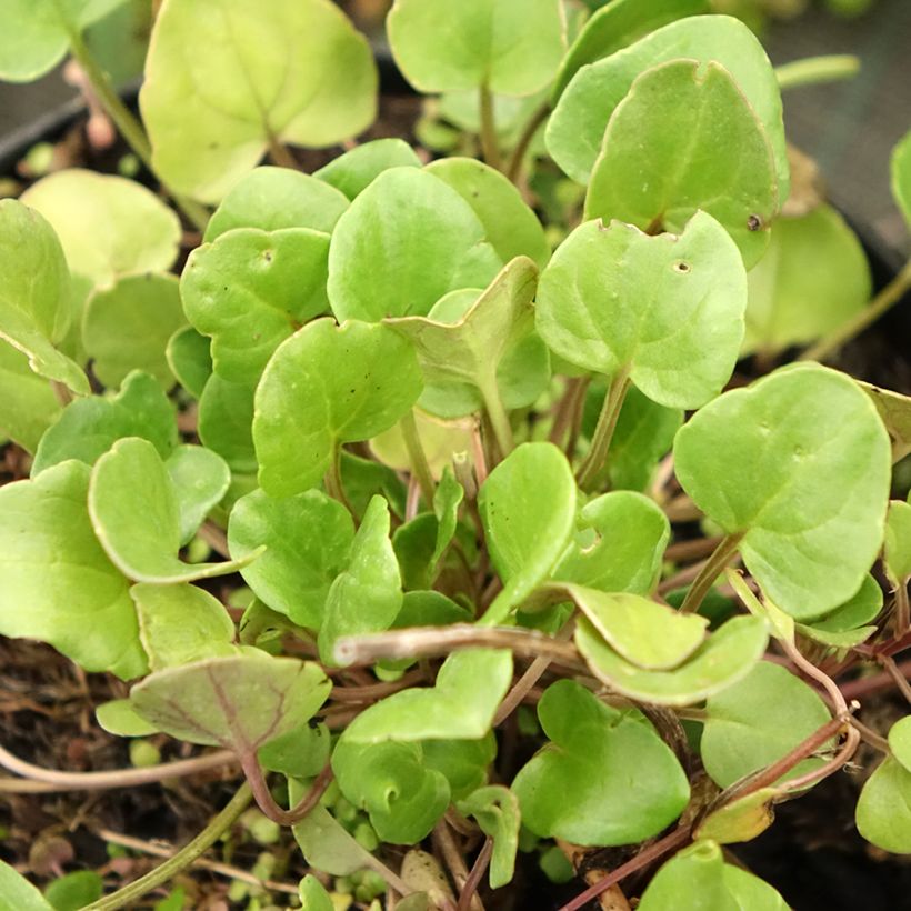 Cochléaire officinale - Cochlearia officinalis (Feuillage)