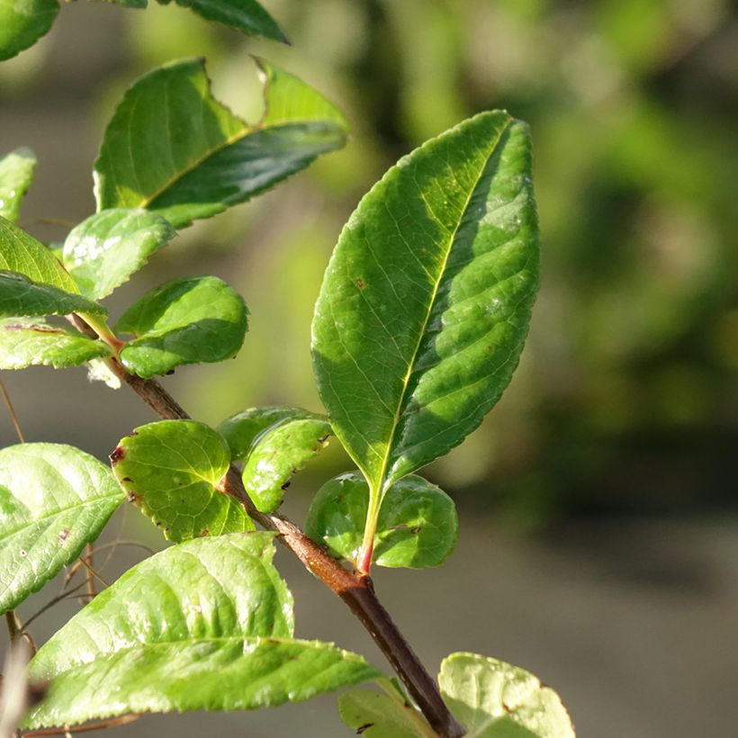 Cognassier du Japon - Chaenomeles speciosa Mango Storm (Feuillage)