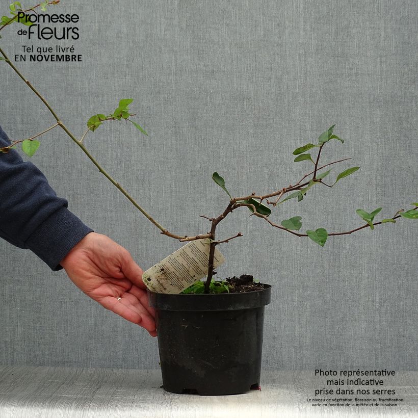 Spécimen de Cognassier du Japon - Chaenomeles x superba Etna Pot de 2L/3L tel que livré en automne