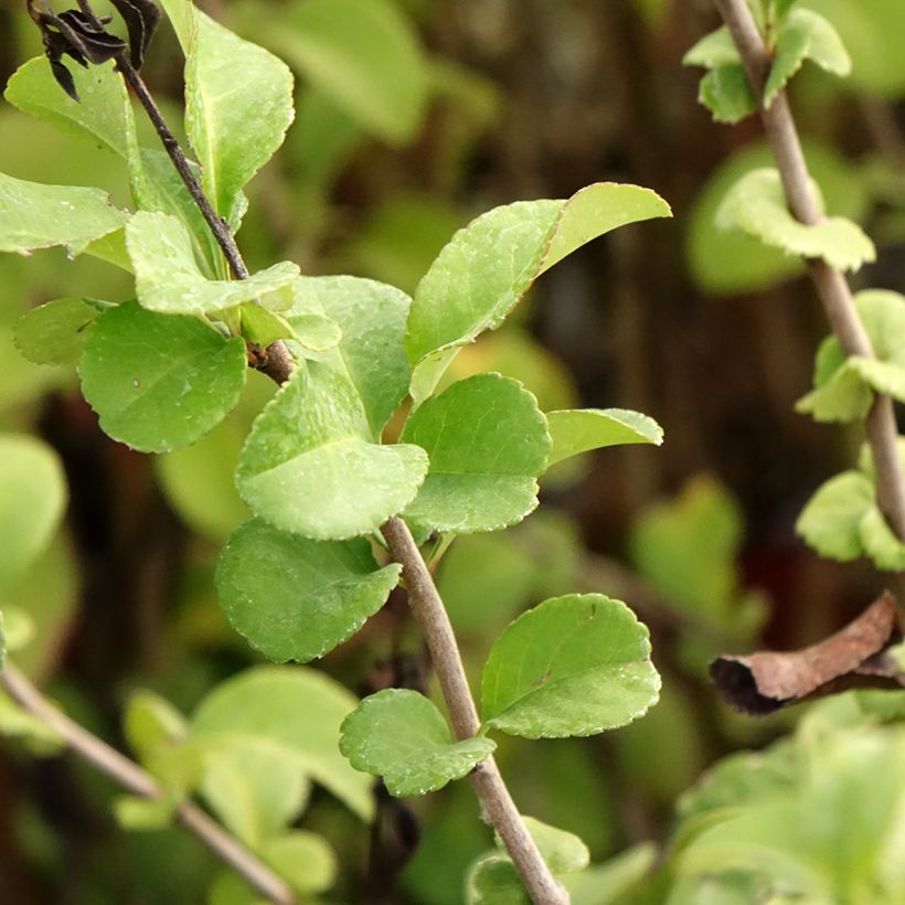 Cognassier du Japon - Chaenomeles x superba Salmon Horizon (Feuillage)