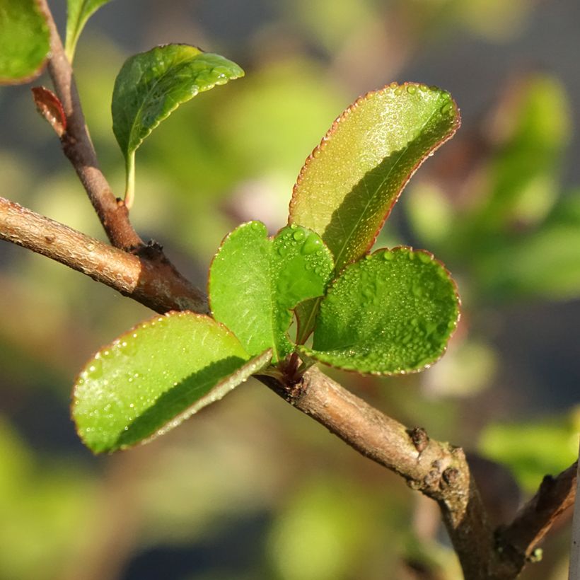 Cognassier du Japon - Chaenomeles x superba Texas Scarlet (Feuillage)