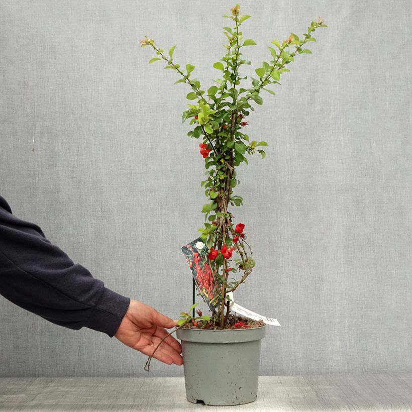 Spécimen de Cognassier du Japon Cido Red - Chaenomeles japonica  tel que livré au printemps