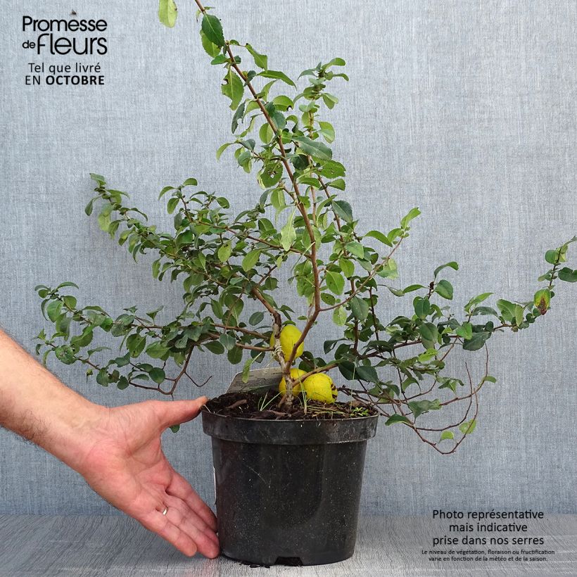 Spécimen de Cognassier du Japon Sargentii - Chaenomeles japonica Pot de 3L/4L tel que livré en automne