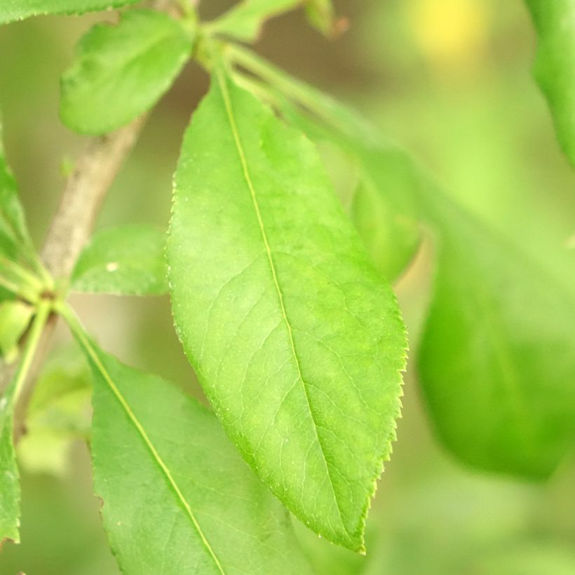 Cognassier du Japon Yukigoten  - Chaenomeles speciosa (Feuillage)