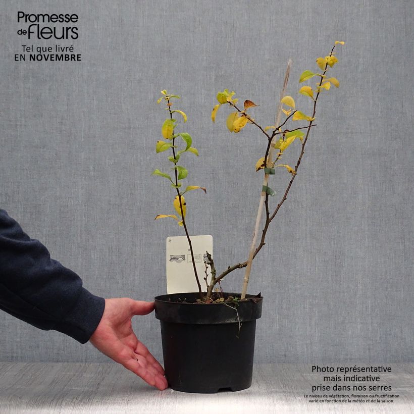 Spécimen de Cognassier du Japon Yukigoten en pot de 3/4L - Chaenomeles speciosa  tel que livré en automne