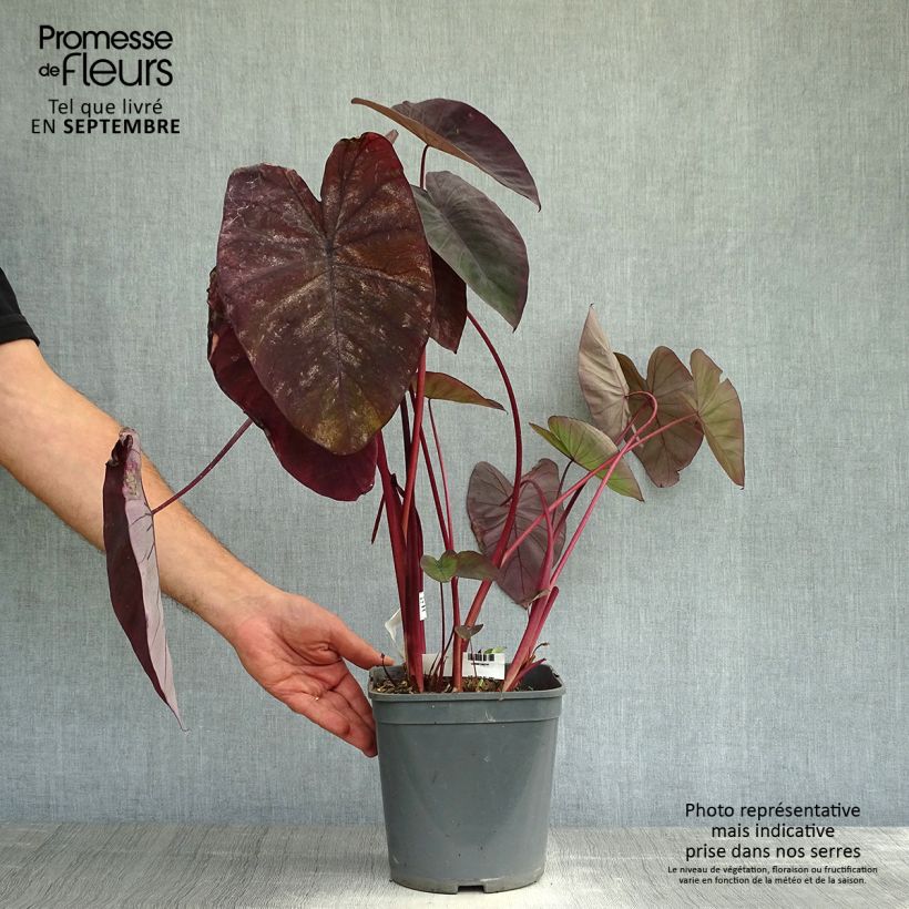 Spécimen de Colocasia Black magic - Oreille d'Eléphant  Pot de 4L/5L tel que livré en automne