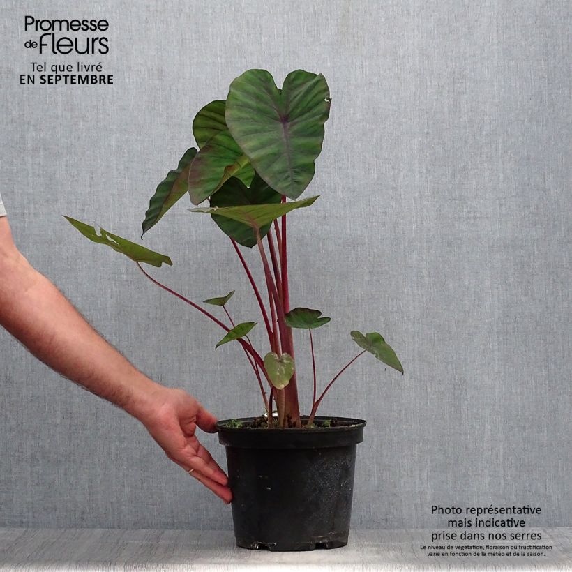 Spécimen de Colocasia Madeira - Oreille d'Eléphant Pot de 3L/4L tel que livré en automne