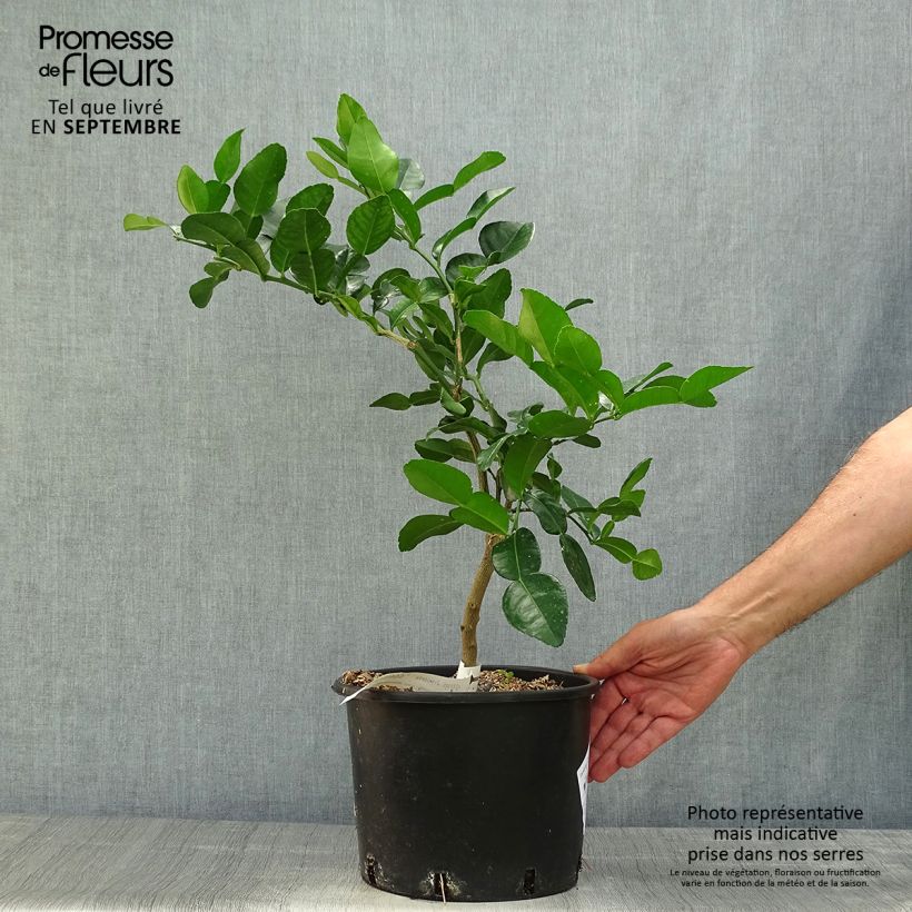 Spécimen de Combawa - Citrus hystrix en pot de 5 L tel que livré en automne