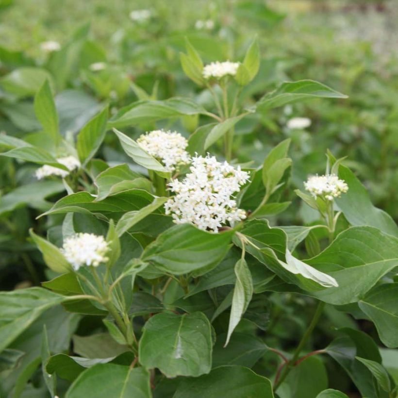 Cornus sericea Budd's Yellow - Cornouiller stolonifère. (Floraison)