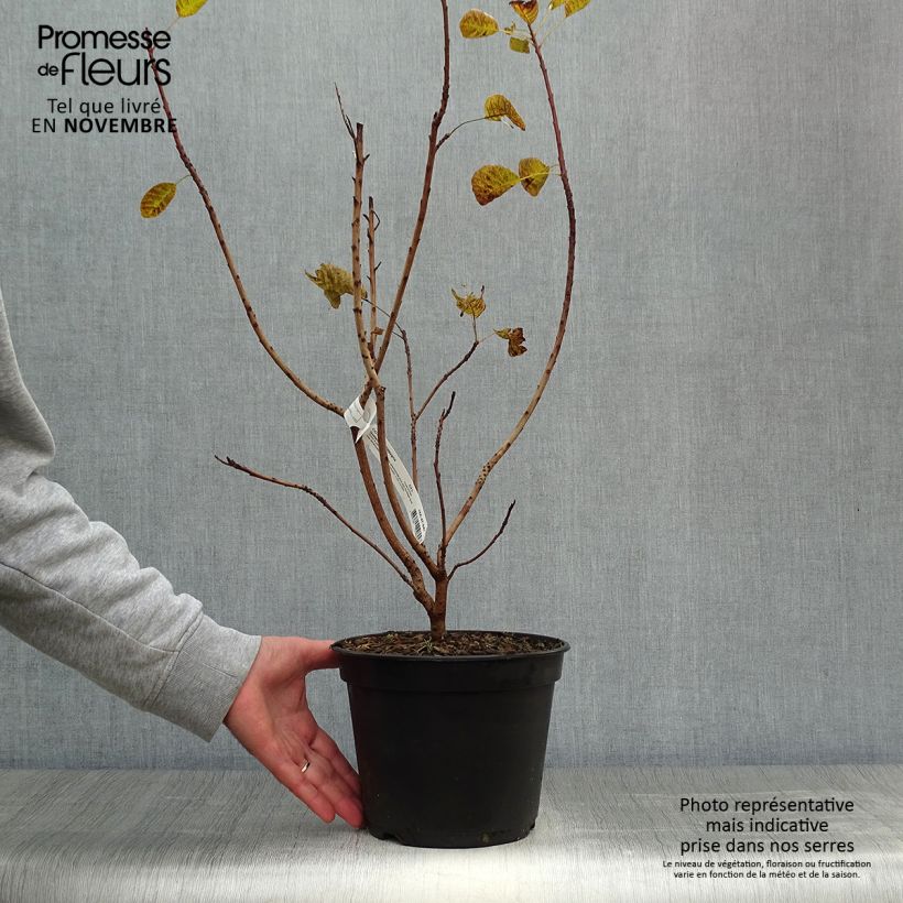 Spécimen de Cotinus coggygria Golden Lady - Arbre à perruque Pot de 3L/4L tel que livré en automne