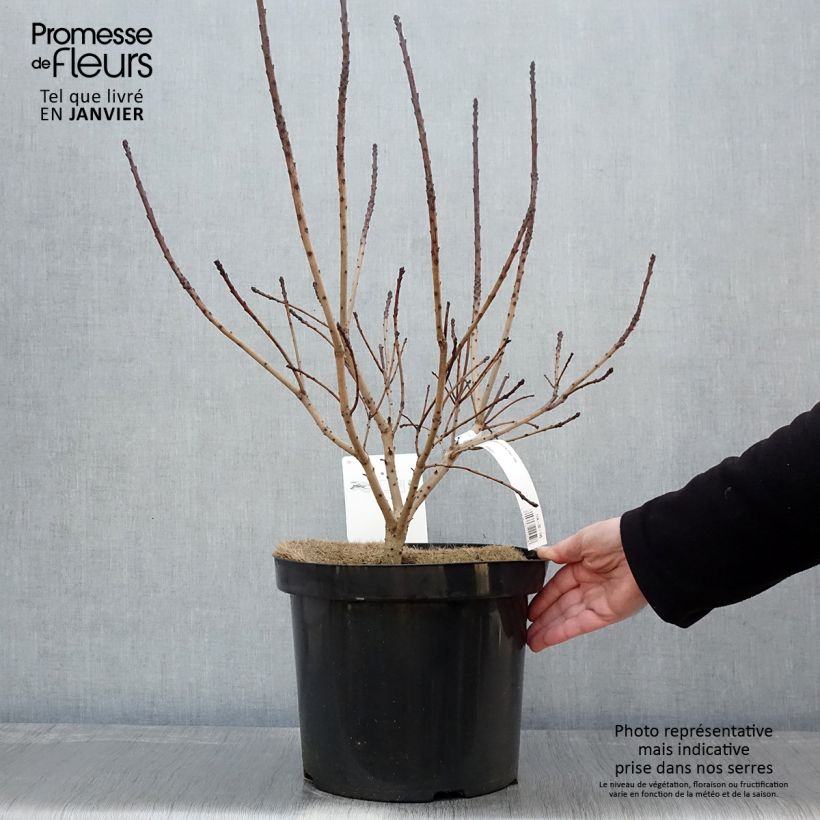 Spécimen de Cotinus coggygria Golden Spirit - Arbre à Perruques Doré en pot de 7,5L/10L tel que livré en hiver