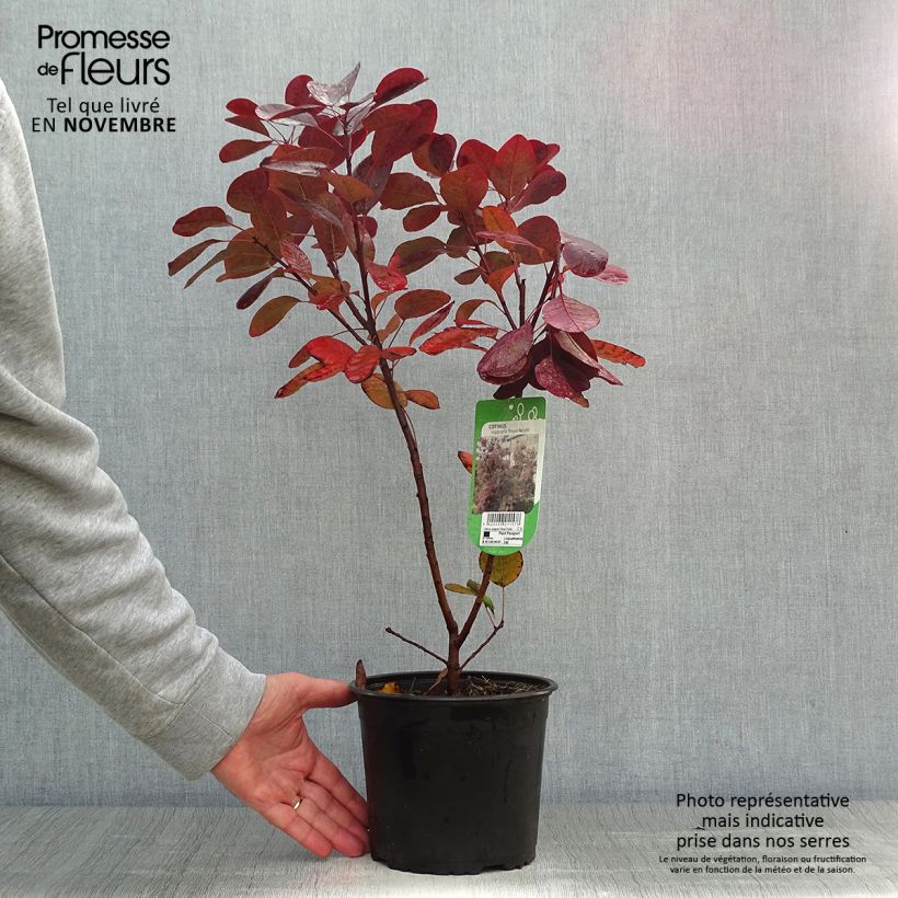 Spécimen de Cotinus coggygria Royal Purple 30/40cm en pot de 2L/3L - Arbre à perruque tel que livré en automne