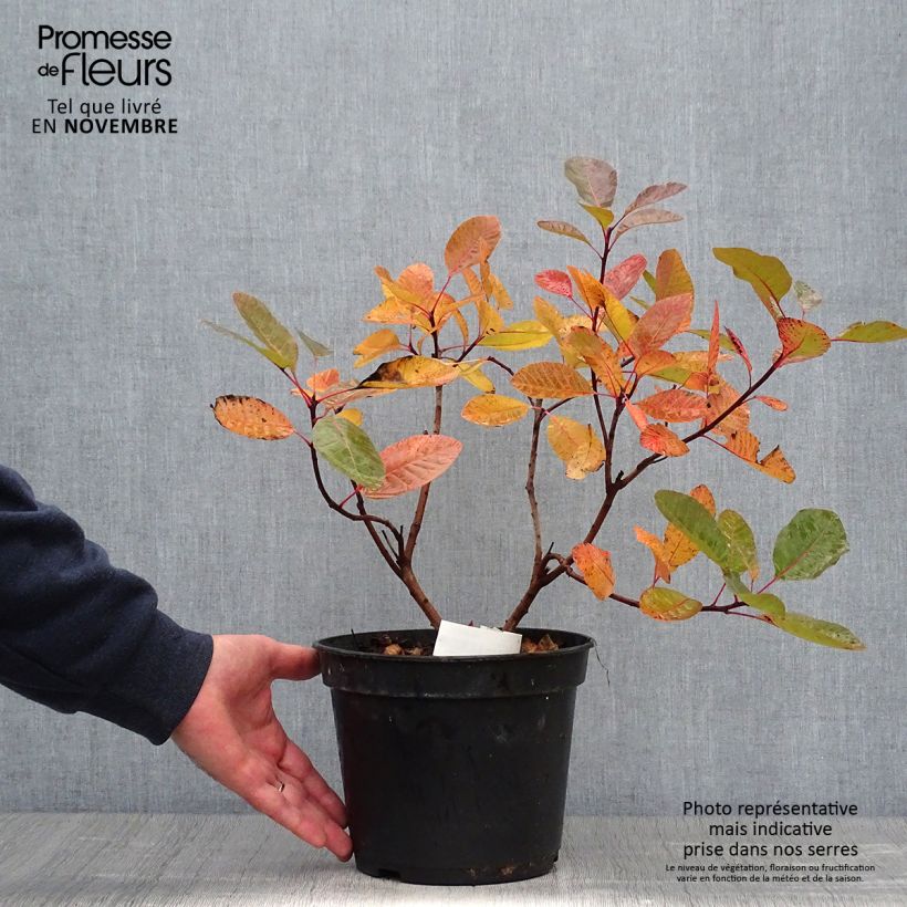 Spécimen de Cotinus Grace - Arbre à perruque en pot de 10L tel que livré en automne