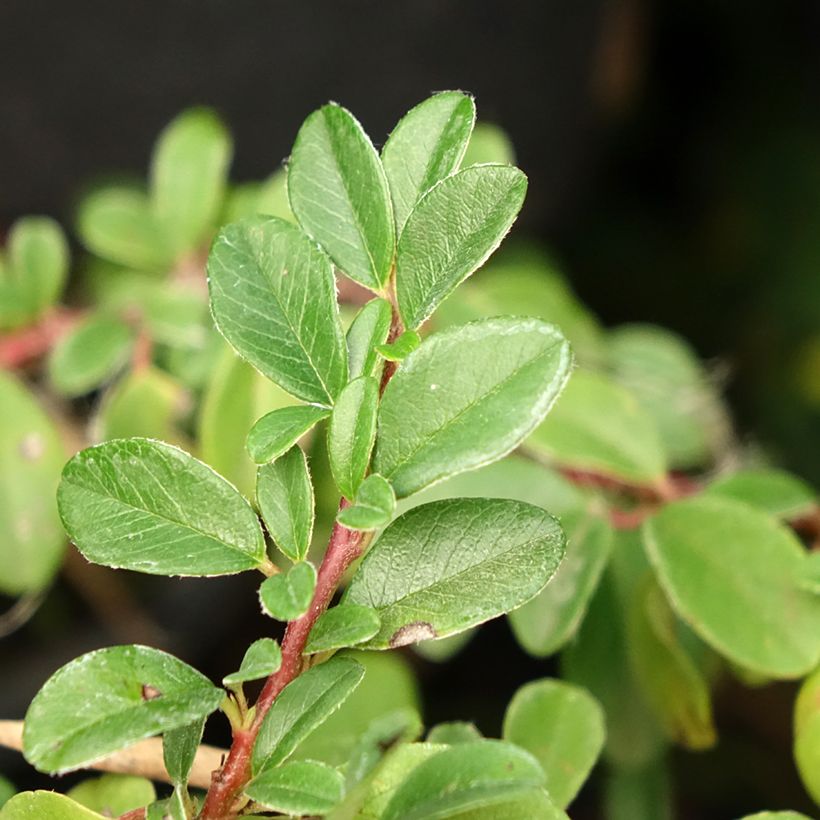 Cotoneaster dammeri Mooncreeper (Feuillage)