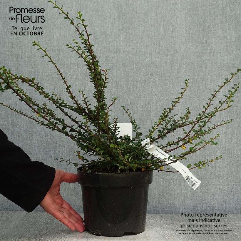 Spécimen de Cotoneaster horizontalis 20/30cm en pot de 2L/3L - Cotoneaster rampant tel que livré en automne