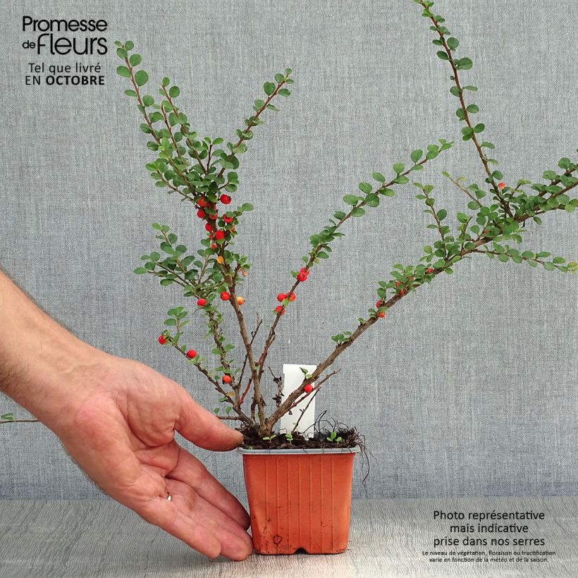 Spécimen de Cotoneaster horizontalis en godet de 9cm - Cotonéaster rampant tel que livré en automne