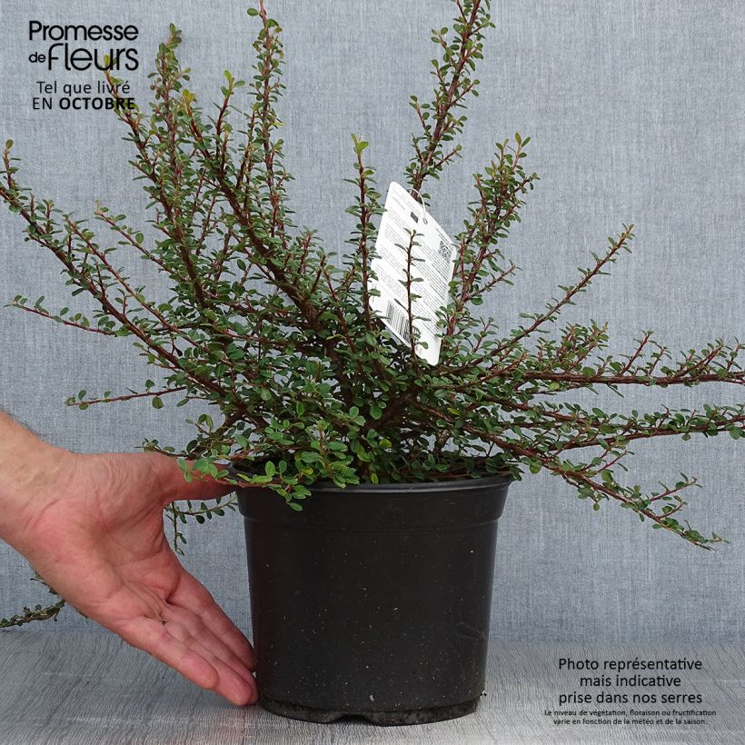 Spécimen de Cotoneaster microphyllus - Cotonéaster à petites feuilles Pot de 2L/3L tel que livré en automne