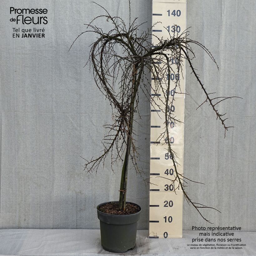 Spécimen de Cotoneaster praecox Boer tel que livré en hiver