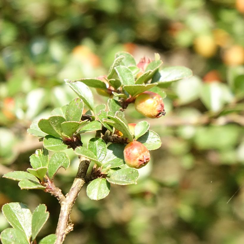 Cotoneaster praecox Boer (Feuillage)