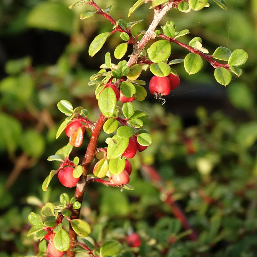 Cotoneaster procumbens Streibs Findling - Cotonéaster rampant (Récolte)