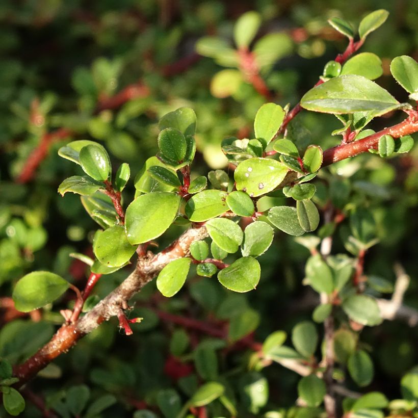 Cotoneaster procumbens Streibs Findling - Cotonéaster rampant (Feuillage)