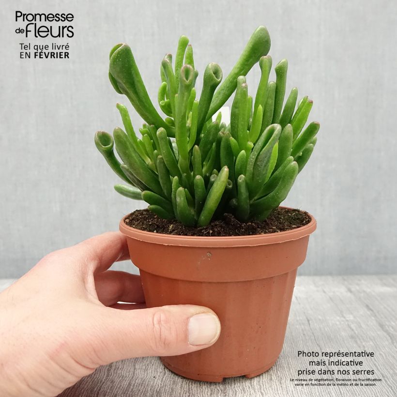 Spécimen de Crassula ovata Hobbit Pot de 13 cm tel que livré en hiver