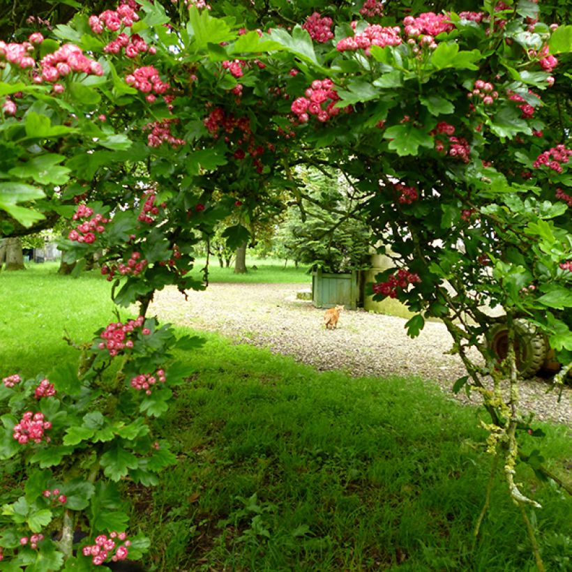 Aubépine - Crataegus laevigata Paul's Scarlet (Port)