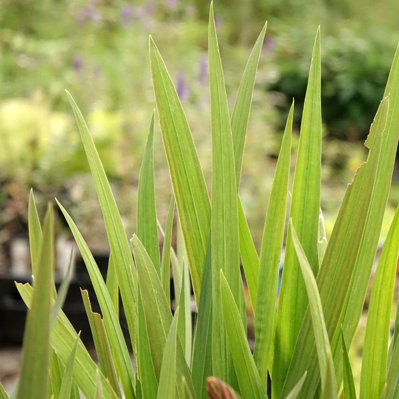 Crocosmia ou montbretia crocosmiflora Emily McKenzie (Feuillage)