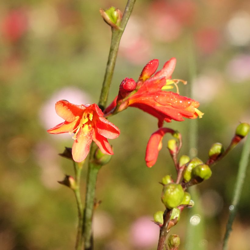 Crocosmia ou montbretia Fire King (Floraison)