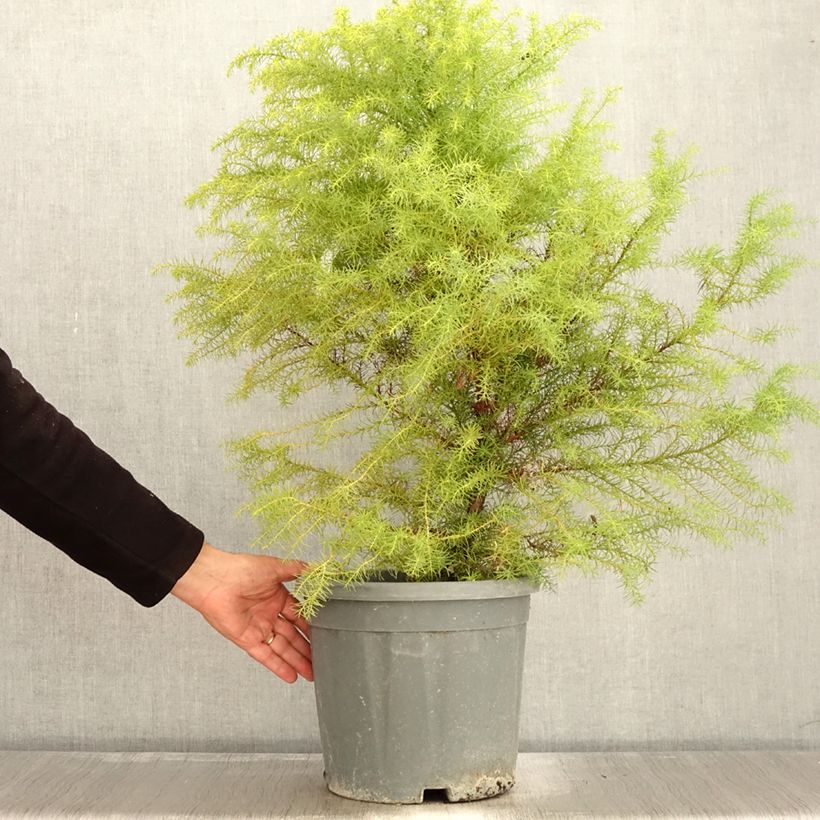 Spécimen de Cryptomeria japonica Elegans - Cèdre du Japon Pot de 7.5L/10L tel que livré en automne