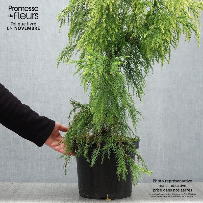 Spécimen de Cryptomeria japonica Sekkan Sugi en pot de 7,5/10L tel que livré en automne