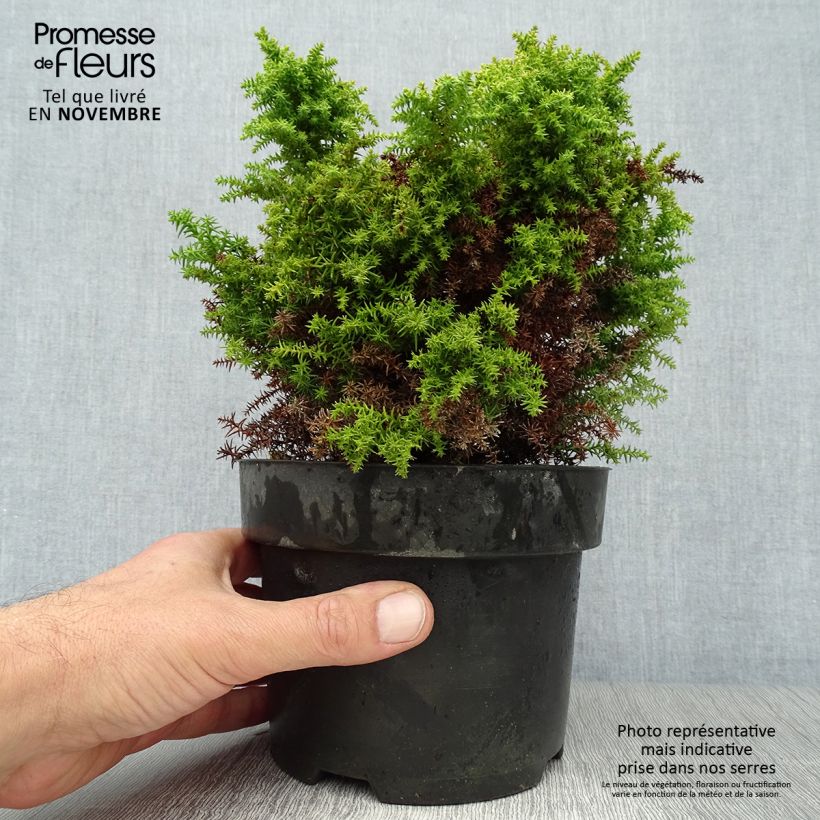 Spécimen de Cryptomeria japonica Twinkle Toes Pot de 2L/3L tel que livré en automne