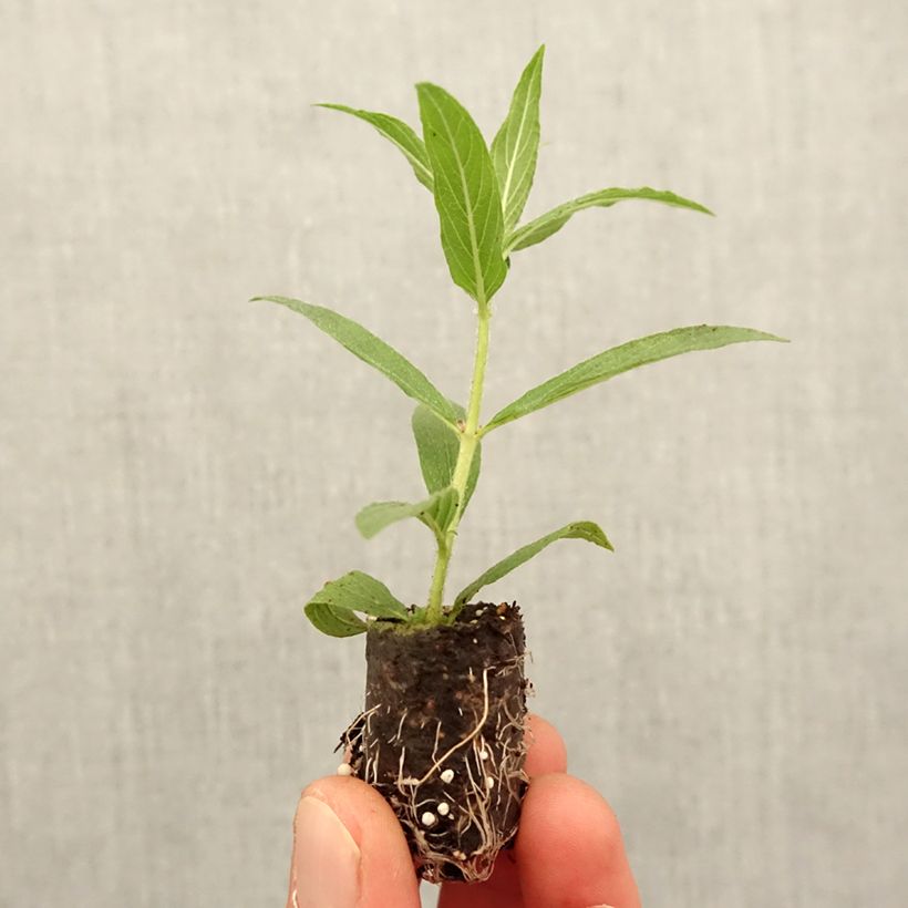 Spécimen de Cuphea llavea Torpedo - Mini-motte Ø 1,5/2,5 cm tel que livré au printemps