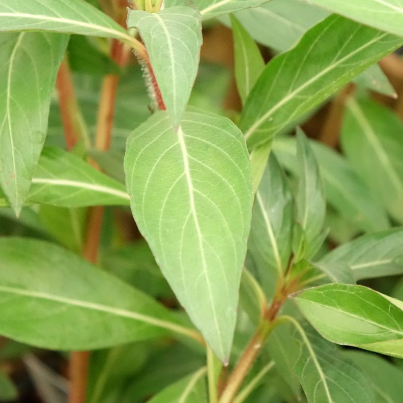 Cuphea micropetala - Plante cigarette (Feuillage)