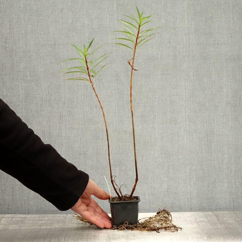 Spécimen de Cuphea micropetala - Plante cigarette - Godet de 8/9 cm tel que livré en automne