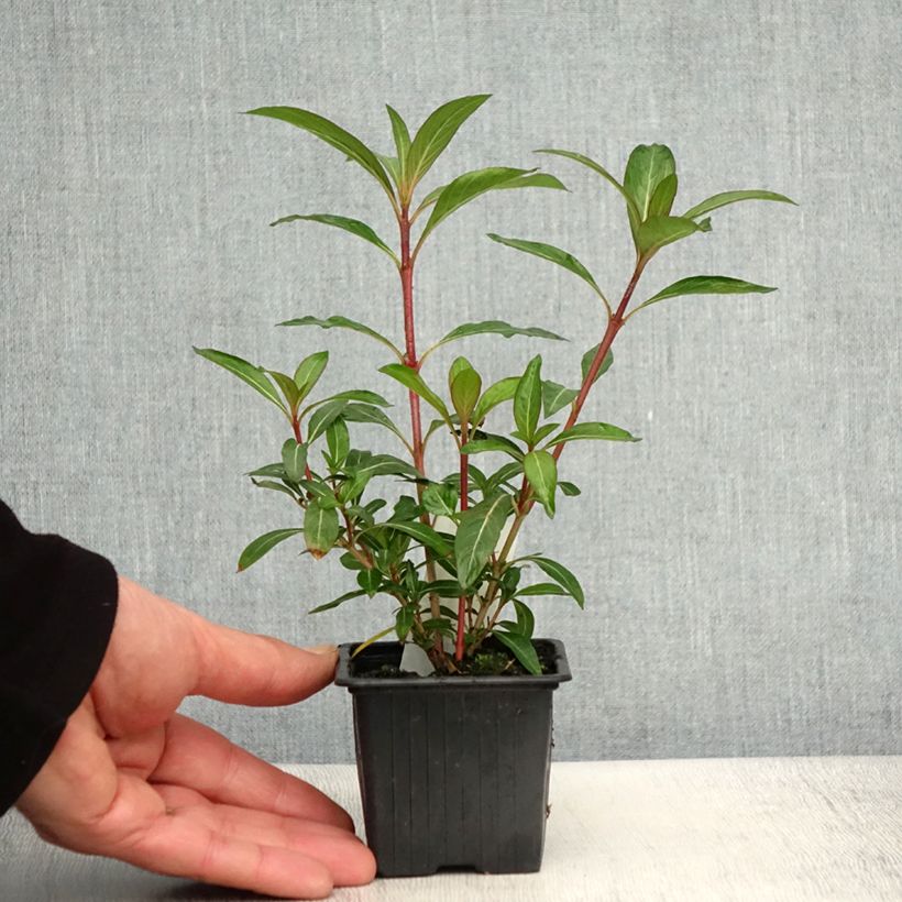 Spécimen de Cuphea micropetala - Plante cigarette tel que livré au printemps