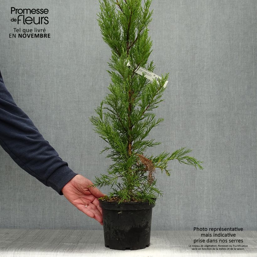 Spécimen de Cupressocyparis Leylandii 2001 en pot de 2/3L tel que livré en automne